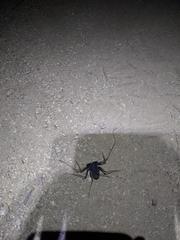 Paraphrynus carolynae