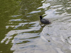 Fulica atra