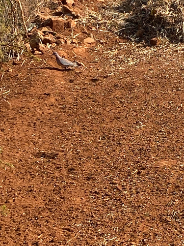 Laughing Dove