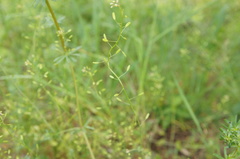 Draba muralis