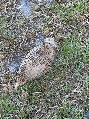 Domestic Quail