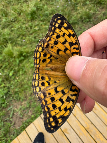 Argynnis vorax