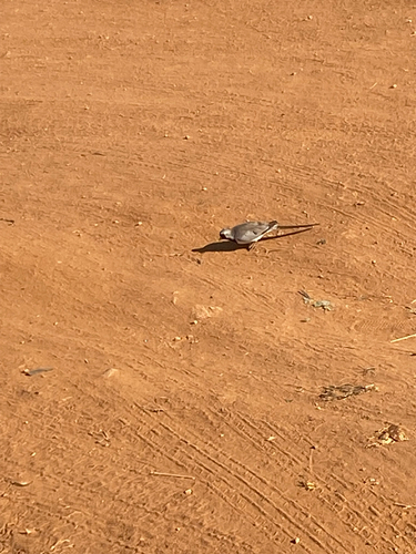 Namaqua Dove
