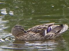 Anas platyrhynchos