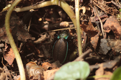 Carabus regalis
