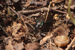 Carabus regalis
