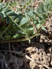 Astragalus iodanthus