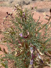 Astragalus preussii