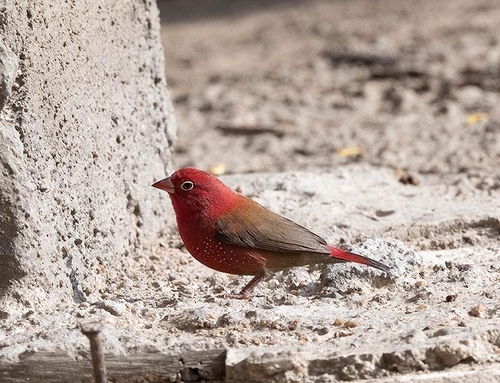 Red-billed Firefinch