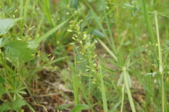 Draba muralis