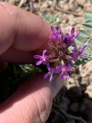 Astragalus iodanthus