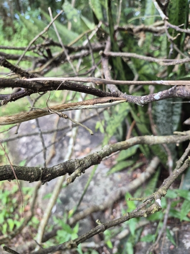Brown vinesnake, Oxybelis aeneus