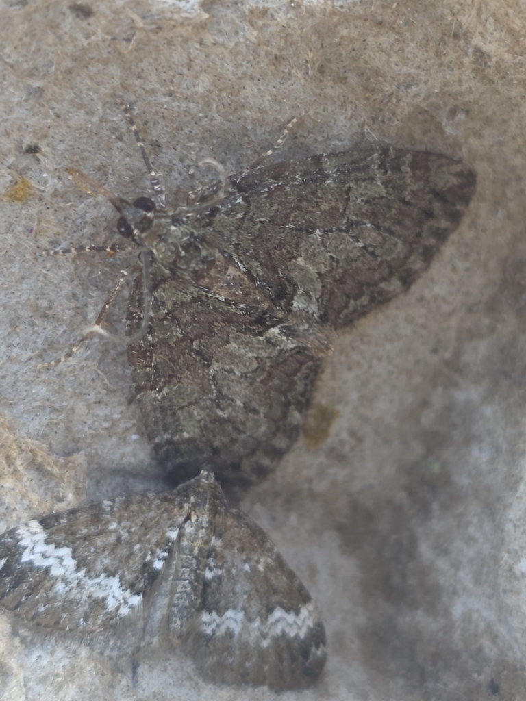 Black-dashed Hydriomena Moth