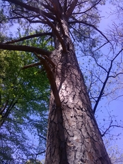 Pinus