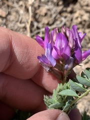 Astragalus iodanthus