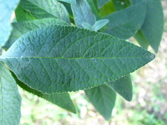 Buddleja weyeriana