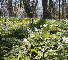 Anemonoides nemorosa