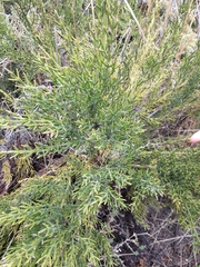 Colletia