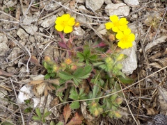 Potentilla humifusa