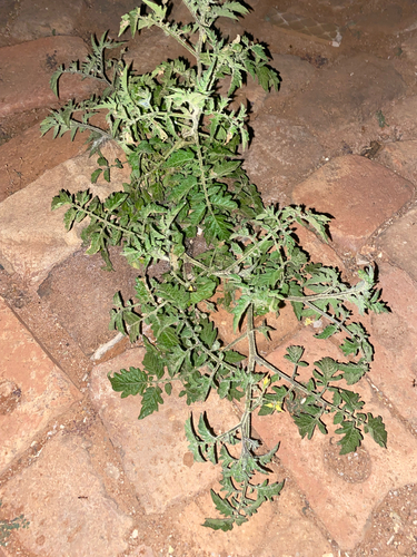 tomato