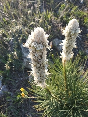 Asphodeline taurica
