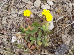Potentilla humifusa