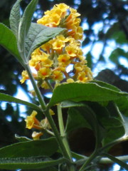 Buddleja weyeriana
