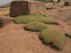 Azorella diapensioides