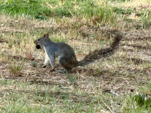 Arizona Gray Squirrel observed by ck2az
