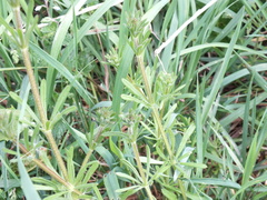 Galium aparine