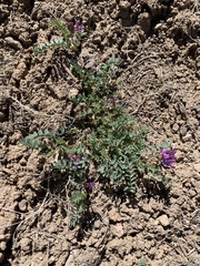 Astragalus iodanthus