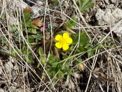 Potentilla humifusa