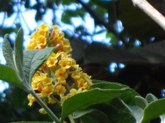 Buddleja weyeriana