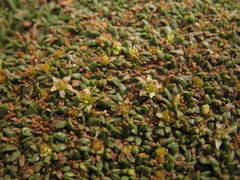 Azorella diapensioides
