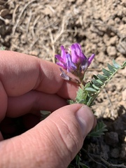Astragalus iodanthus