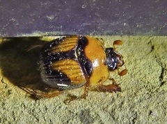 Bolbocerosoma lepidissimum