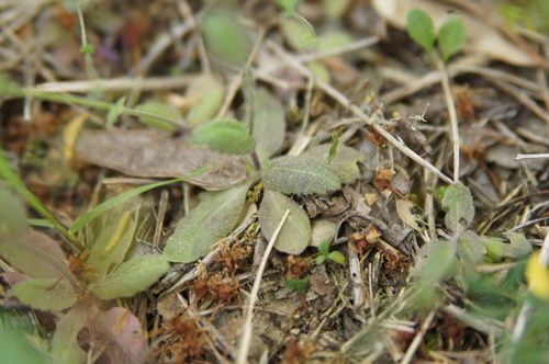 Image of Draba muralis by no rights reserved