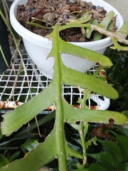 Epiphyllum chrysocardium
