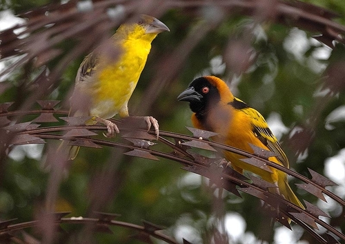 Village Weaver