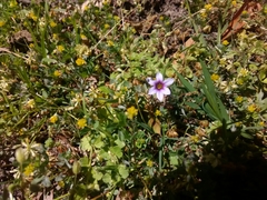 Sisyrinchium rosulatum