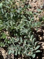 Astragalus iodanthus