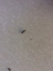 Armadillidium vulgare