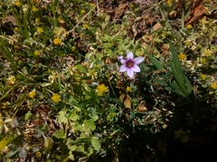 Sisyrinchium rosulatum