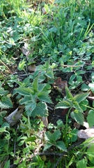 Urtica dioica