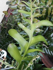 Epiphyllum chrysocardium