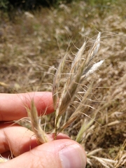 Bromus lanceolatus