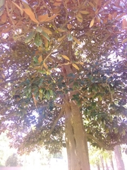 Magnolia grandiflora