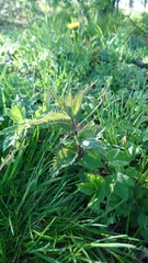 Urtica dioica