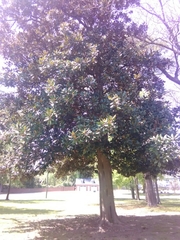 Magnolia grandiflora