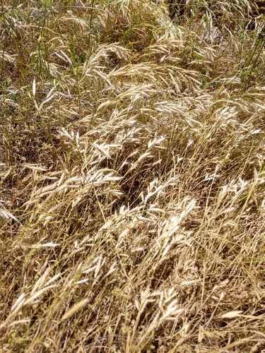 Image of Bromus lanceolatus by (c) Cleveland Powell, some rights reserved (CC BY)